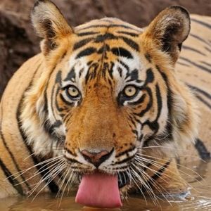 Meet your Posher, Dorian